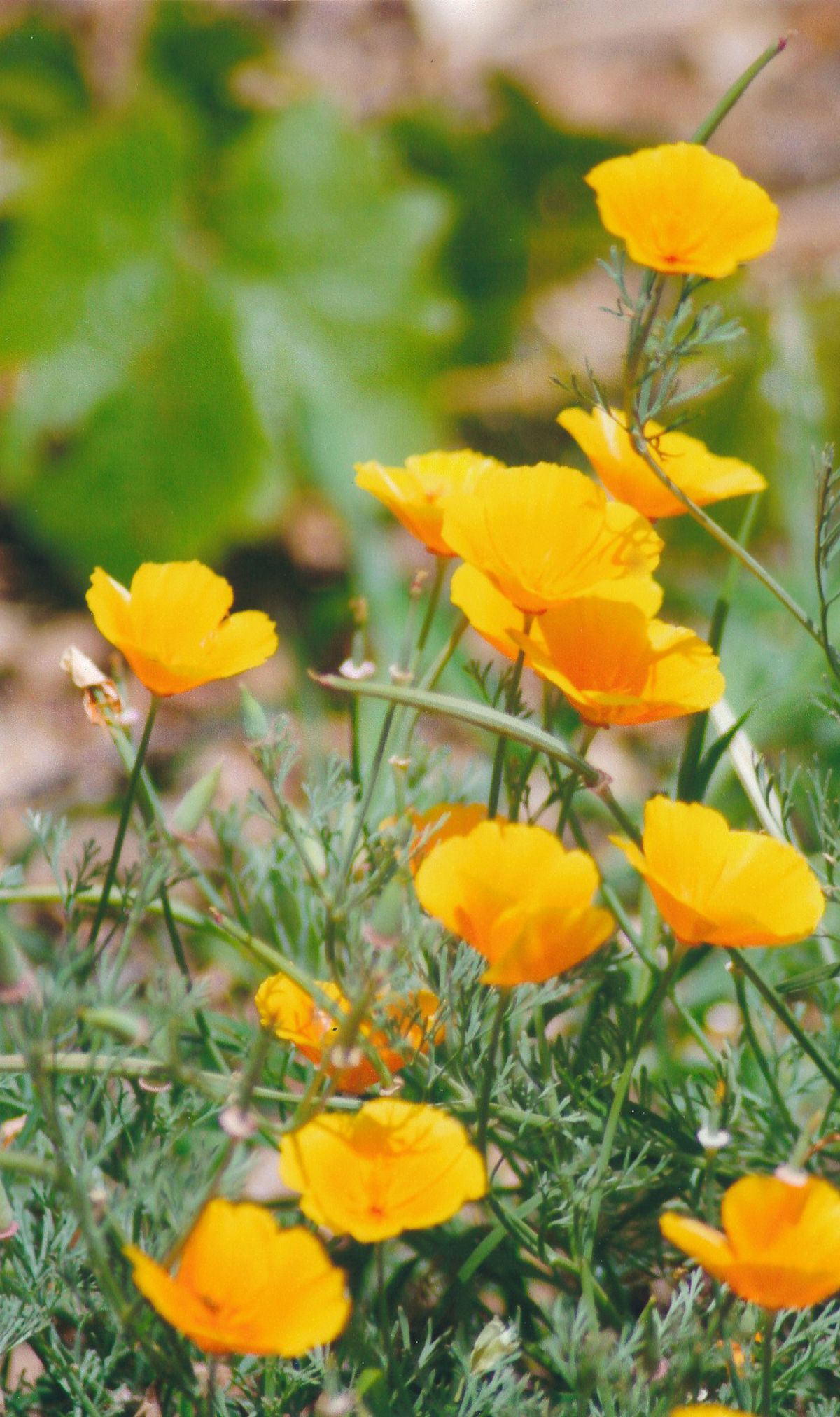 14 - Vedanta Society of Sacramento - Garden of Saints - Flowers in the Gardens - Image 6